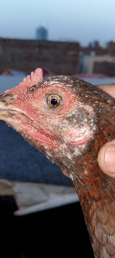dragon eye hen