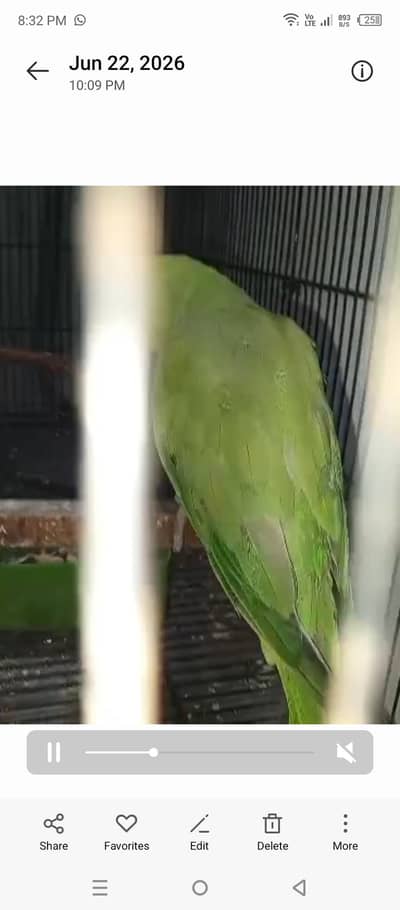 other birds