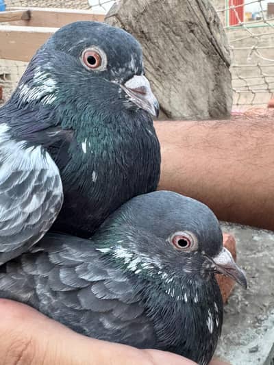 teddy ferozpuri male female Golden miya sab waly breeders pairs
