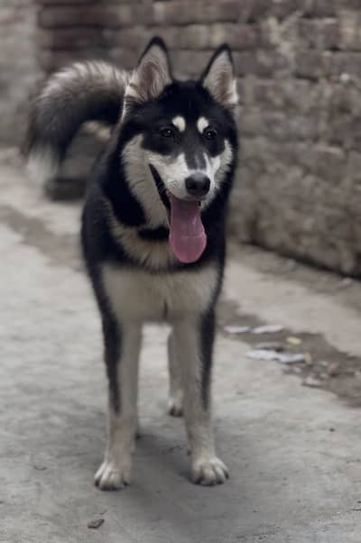 Siberian Husky female