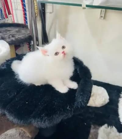 (Persian female kitten) (for sale all) (Pakistan delivery available)
