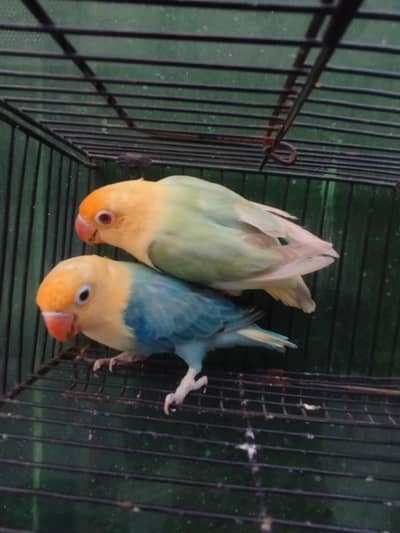 Love Birds