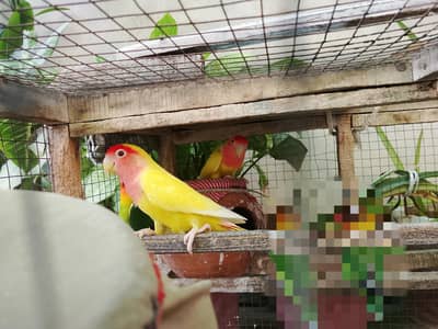 Latinos love birds. beautiful love birds. for sale. yellow Love birds