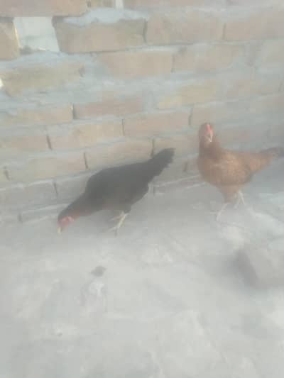 desic murgi