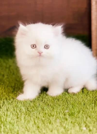 (Persian female kitten) (for sale all) (Pakistan delivery available)