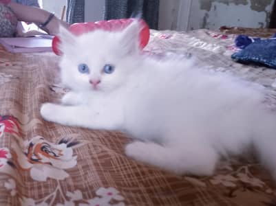 parshan kitten mashallah Play full active ha