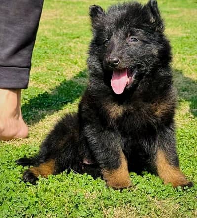 German shepherd puppies for sale healthy 0326=65=49=136