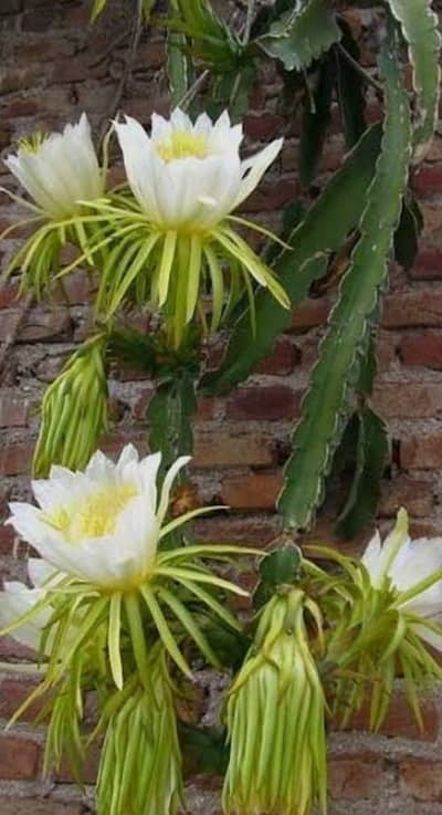 Dragon fruit cactus flower Plant