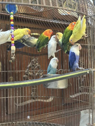 Love bird Perrot