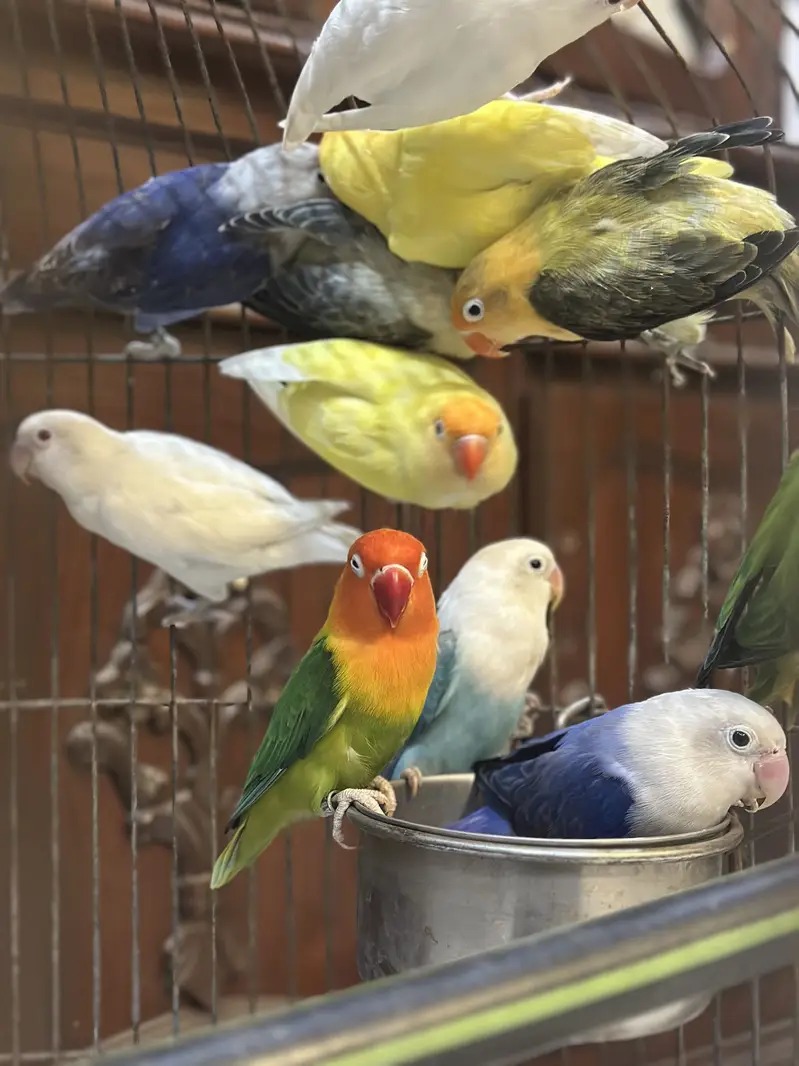 Love bird Perrot — photo 2