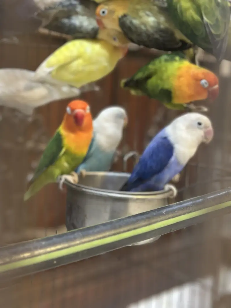 Love bird Perrot — photo 3