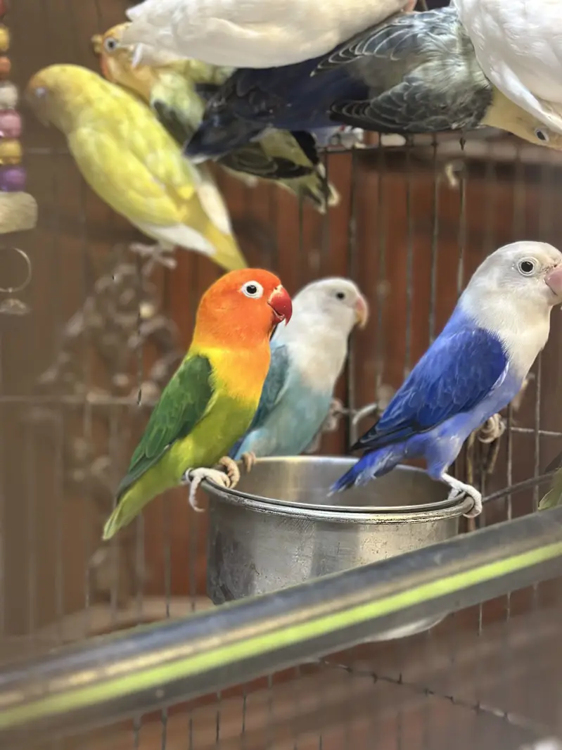 Love bird Perrot — photo 4
