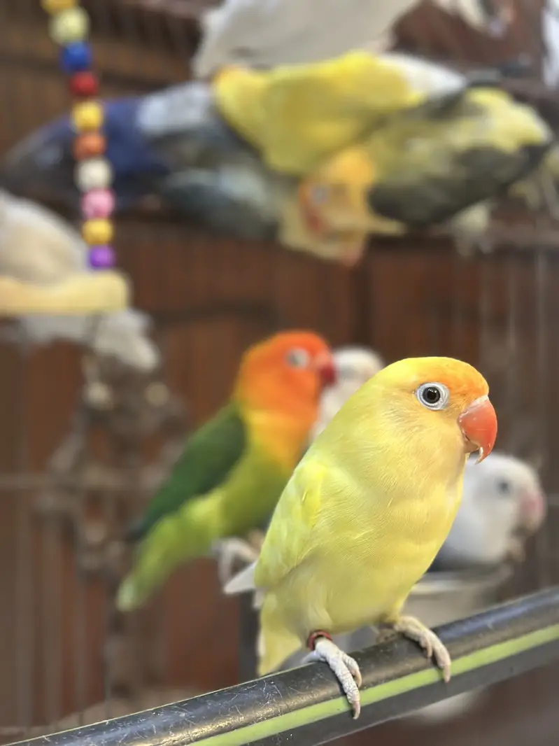 Love bird Perrot — photo 5
