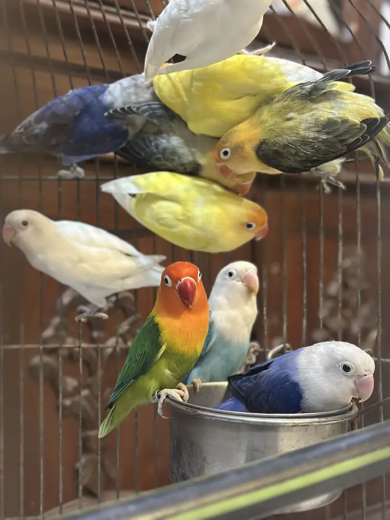 Love bird Perrot — photo 6