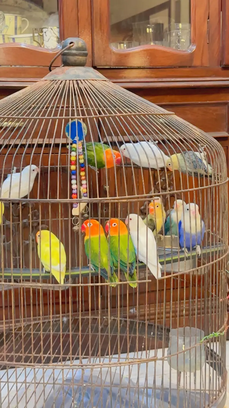 Love bird Perrot — photo 7