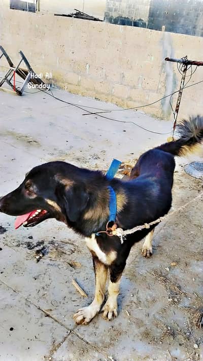 Pet Dog for sale
