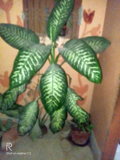plant