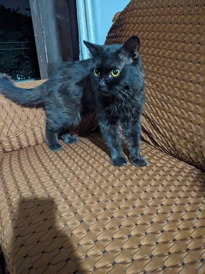 Persion cat Male Female with kids