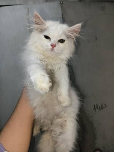 kitten 