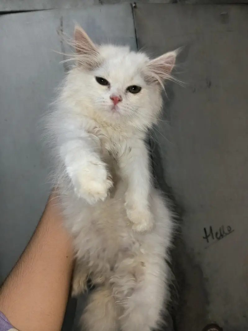 kitten 