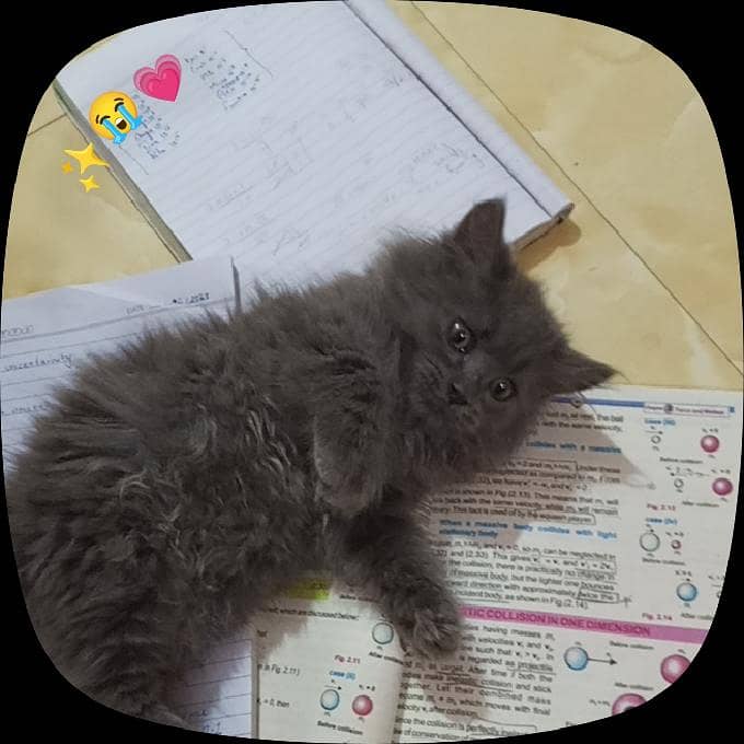 kitten  1