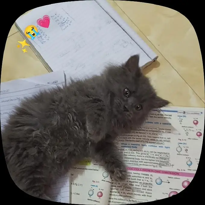 kitten  — photo 2