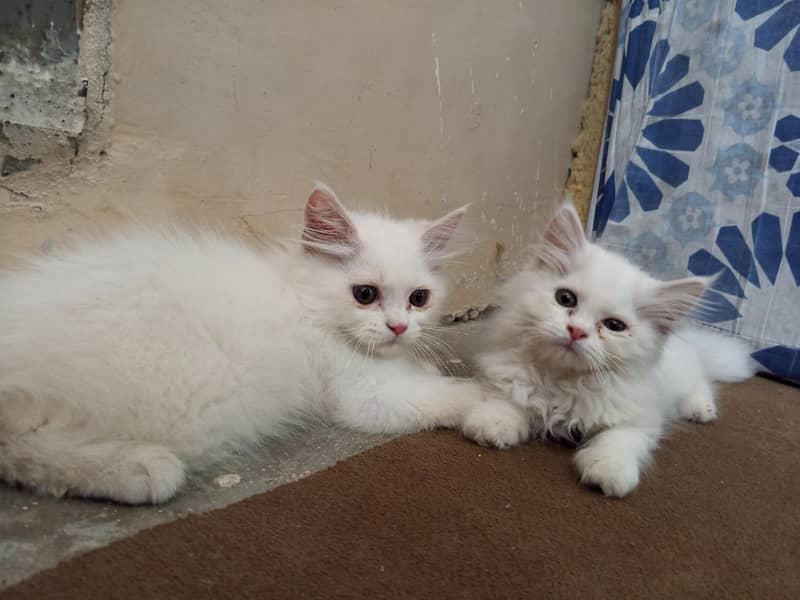 kitten  2