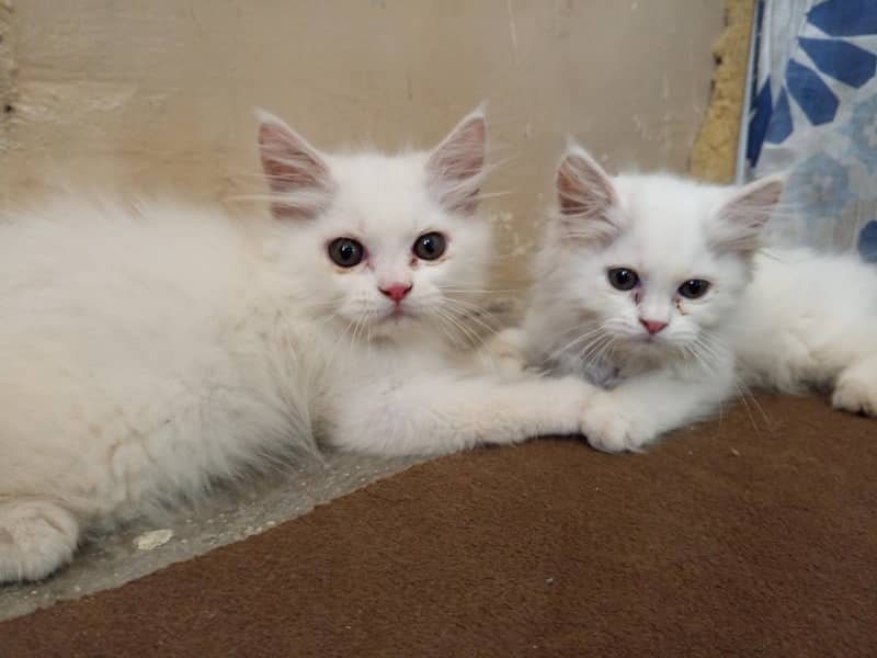 kitten  3