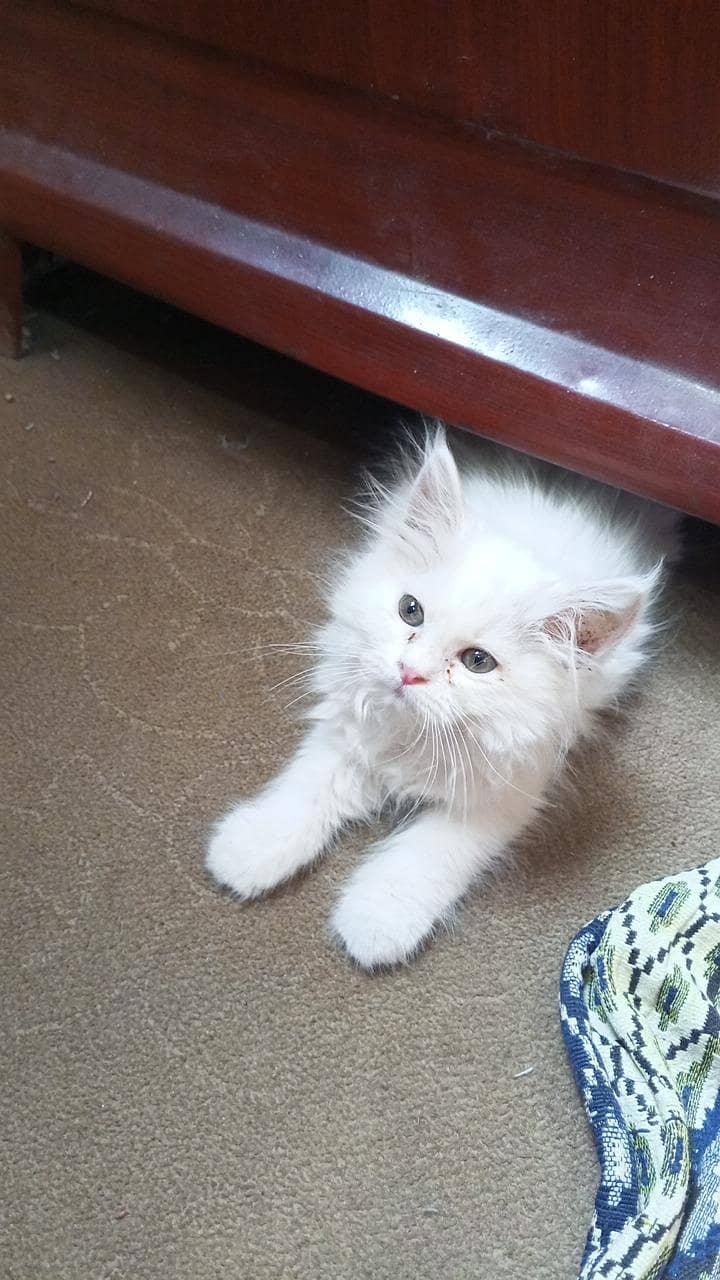 kitten  4