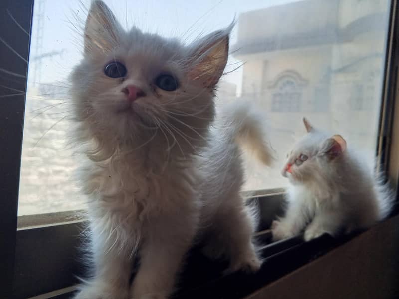 kitten  5