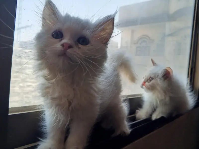 kitten  — photo 6