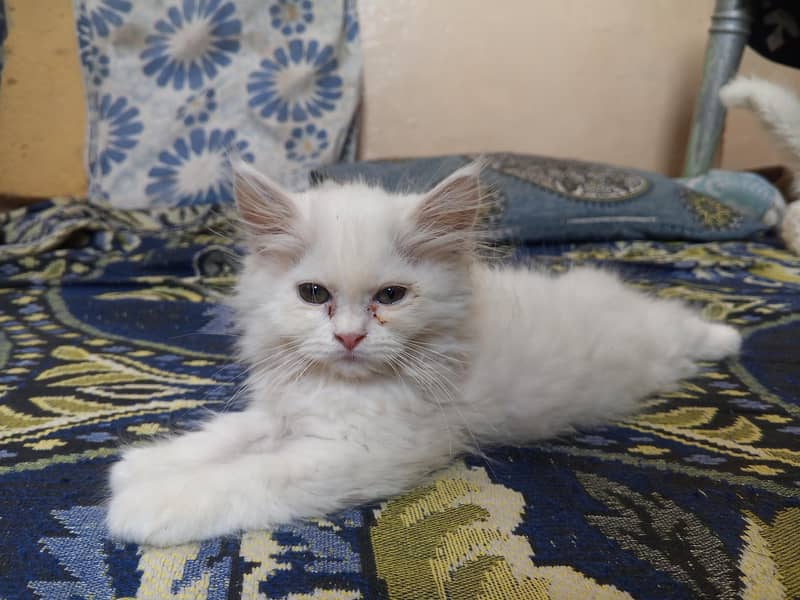 kitten  6