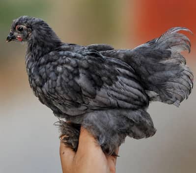 Top Quality bantom/Parmose available.