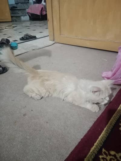 parisan cat brown color