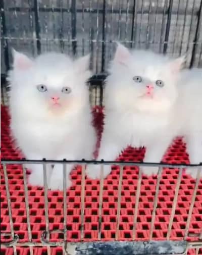 (Persian female kitten) (for sale all) (Pakistan delivery available)
