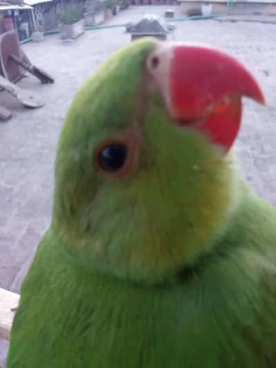 green parrot