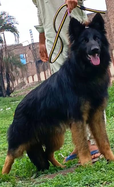 Urgent for sale jerman dog