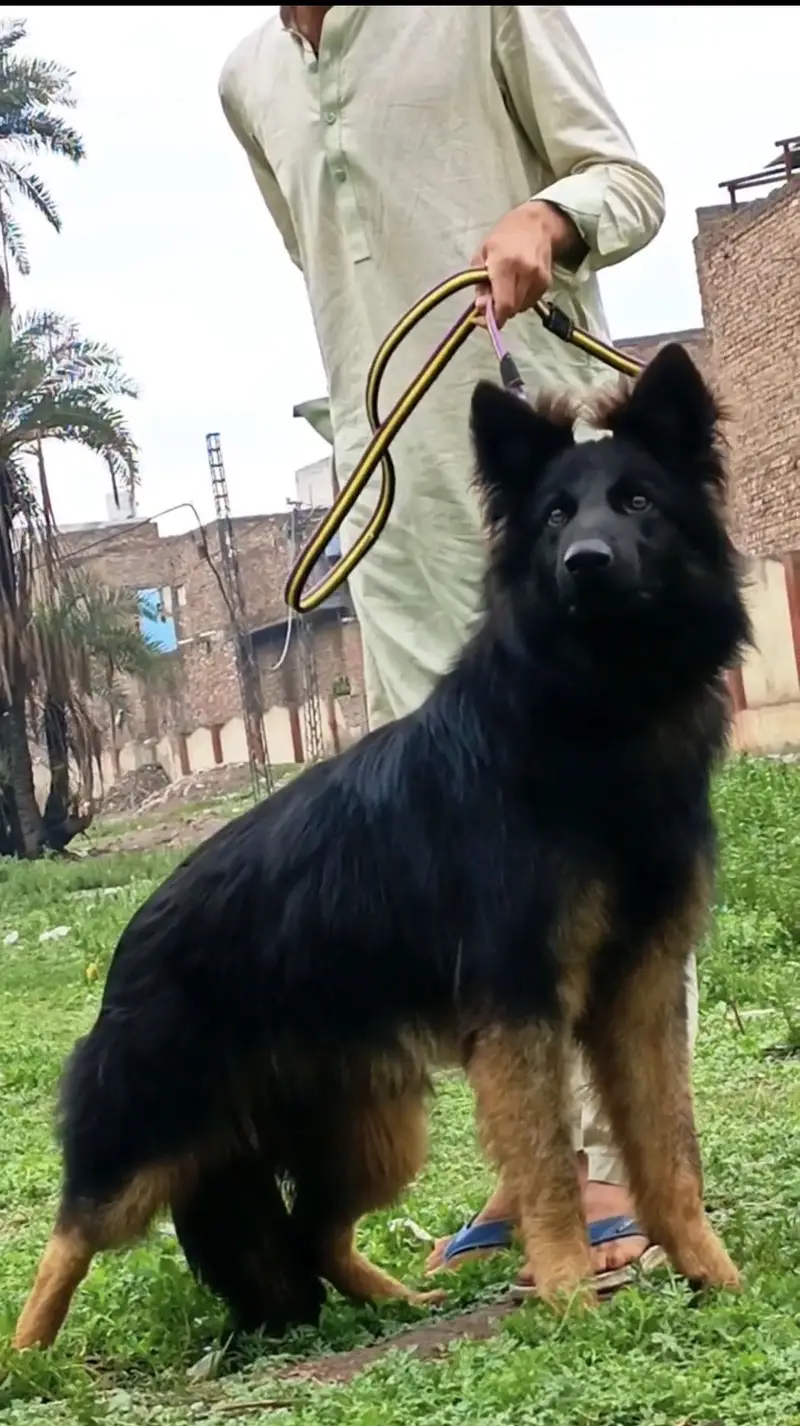 Urgent for sale jerman dog — photo 2