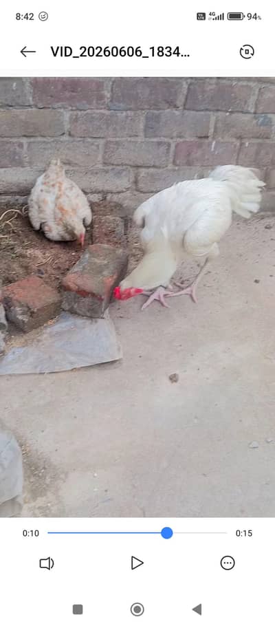 Aseel 8 Fertile Eggs For sale