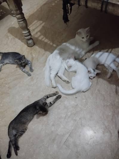 Australian cats with four sweet babies