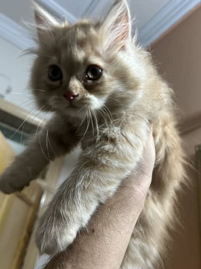 Persian cat