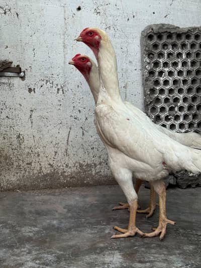 shamo female oh garman pure females garman orginal round face female