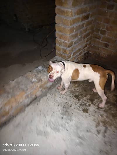 American pitbull. Not pedigree. Healthy, Friendly best for breeding. B