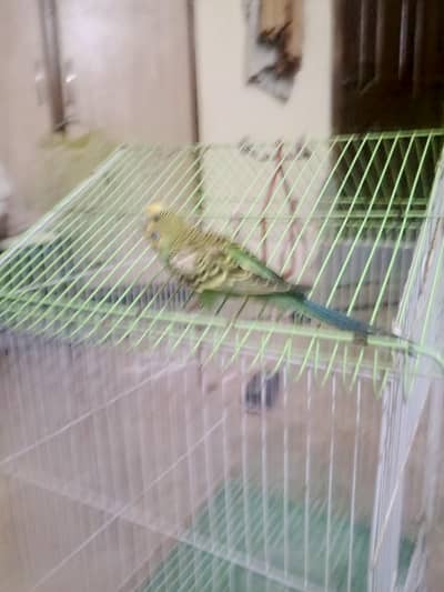 Australian BIRD WITH CAGE