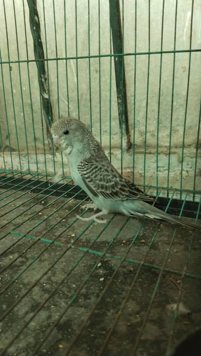 cocktail and combo split female for sale urgent for sale
