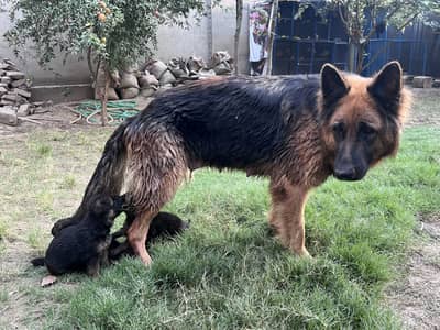 Long cort jsd pupeis available for sale