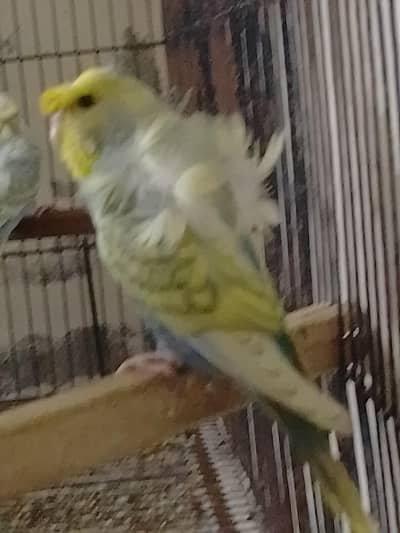 BLUE HOHO DOUBLE FLOWER MALE . SPANGLE HOGO DOUBLE FLOWER  FEMALES