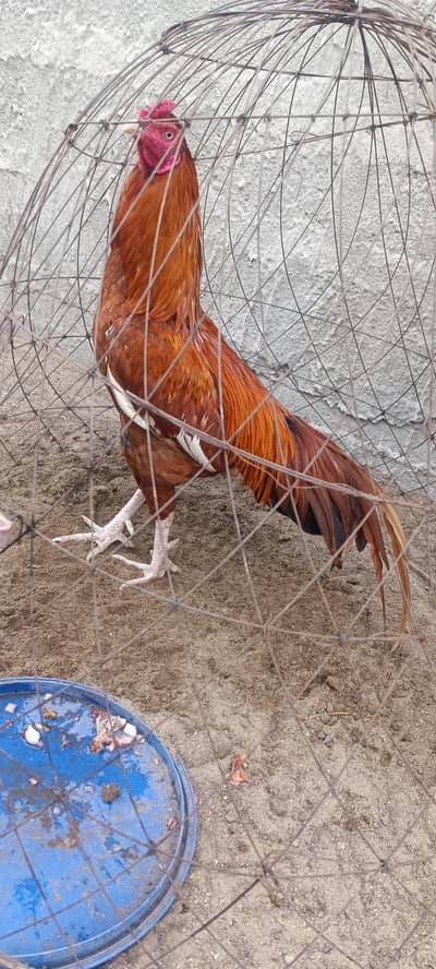 Hihigh-quality MianWali Peela. White eyes White Nok Nali