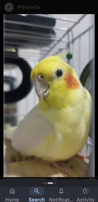 cockatiel