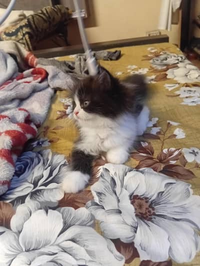 Calico kitten pairr